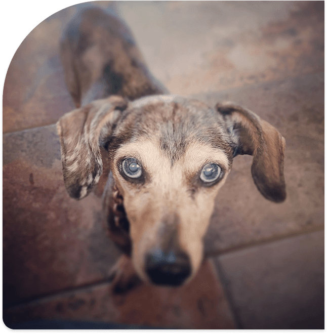 Making a plan for your companion animal