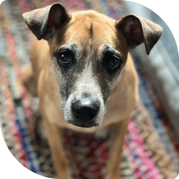 A senior dog relaxing at Silver Linings ranch